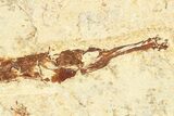 Fossil Pipefish (Syngnathus) - California #274975-2